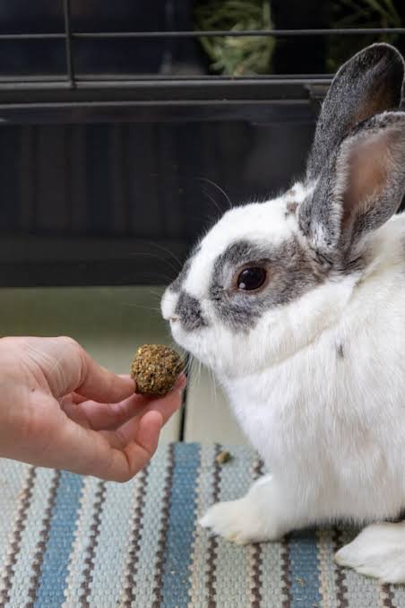 Food & Treats